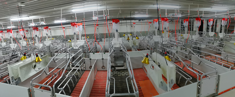 湖南常德2400頭自繁自養母豬場
