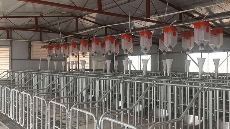 150頭母豬場升級改造自動化飼喂