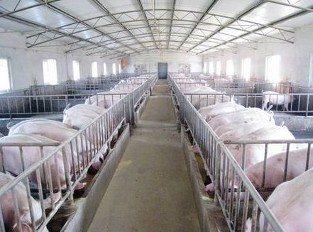 規模化養豬需要哪些設施