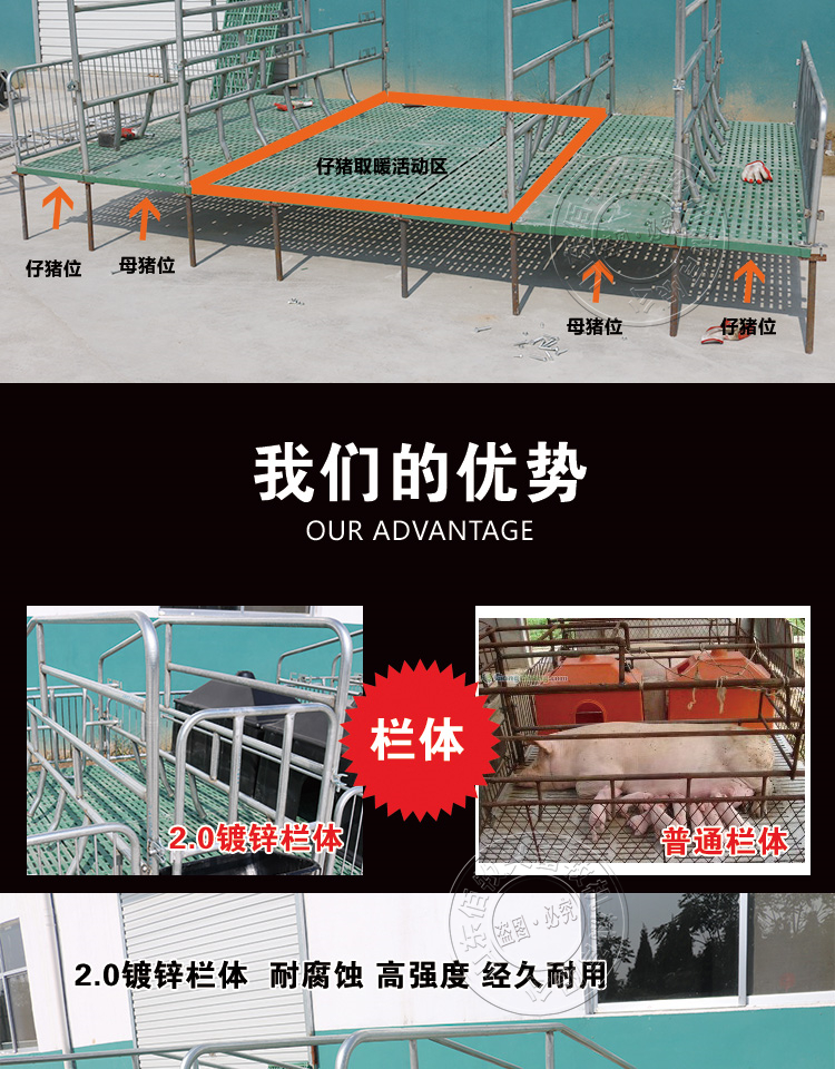 山東佰牧興全復合雙體母豬產床 
