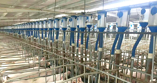佰牧興自動喂豬設備自動料線