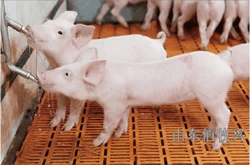 豬用不銹鋼環保水碗