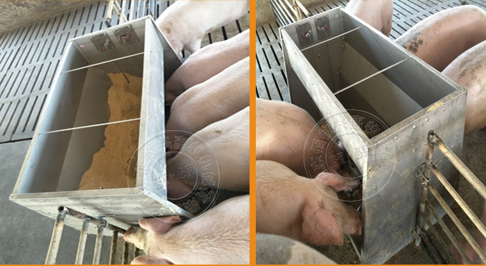 自動化養豬設備