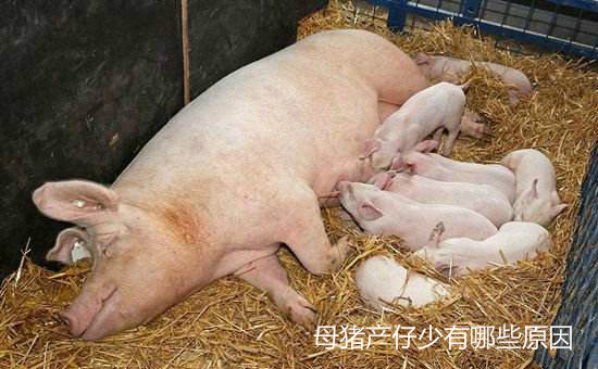 母豬產仔少有哪些原因