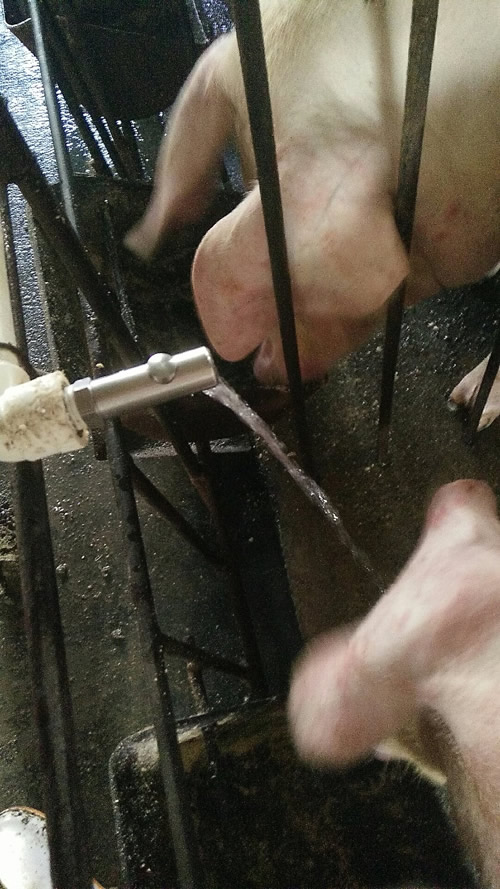 豬場節水碗