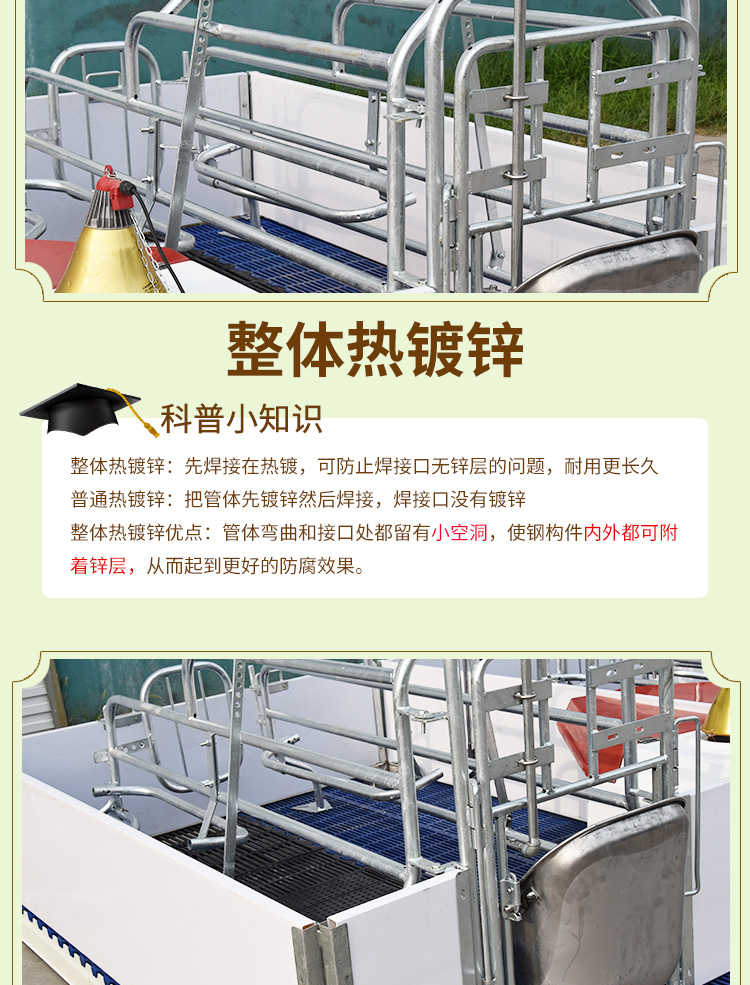 雙體歐式母豬產床