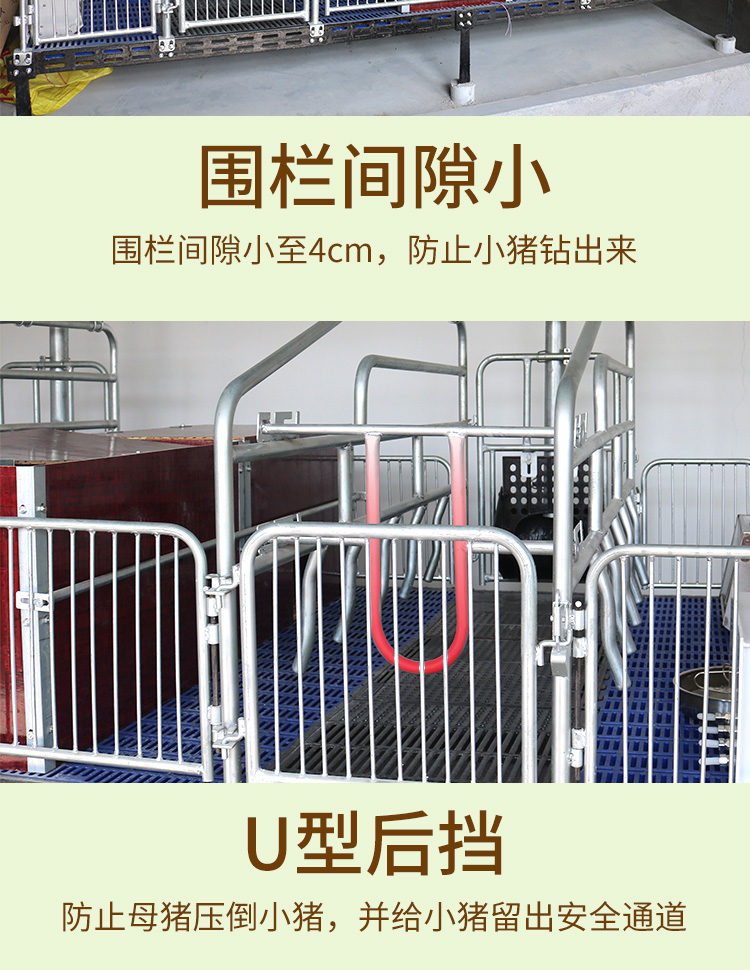雙體母豬產床