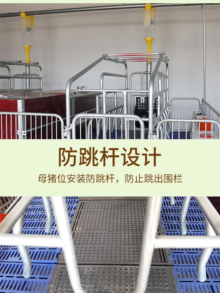 雙體母豬產床