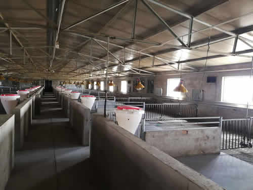 育肥豬自動采食槽