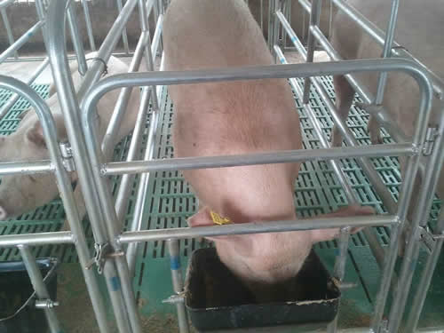 復合漏糞板限位欄