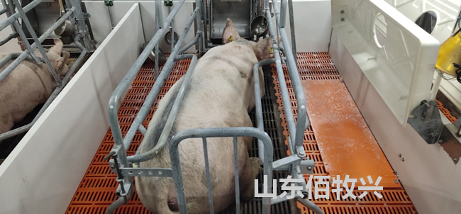 歐式母豬產床使用圖片