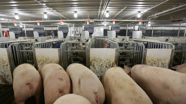 src=http___www.pig333.cn_3tres3_common_art_cn_3939_使用rfid的母豬電子飼喂系統_159307.jpg_w=820&q=1&refer=http___www.pig333.jpg