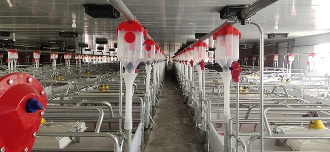 云南豬場-1.jpg
