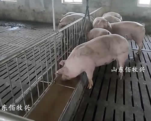 液態飼喂豬場