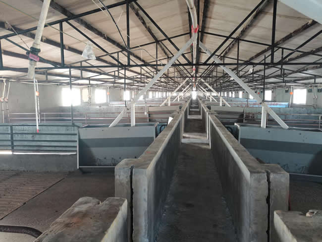 豬場自動化飼喂系統