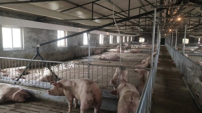 液態飼喂豬場安裝使用