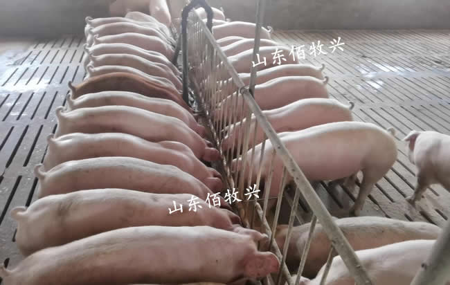 液態飼喂系統
