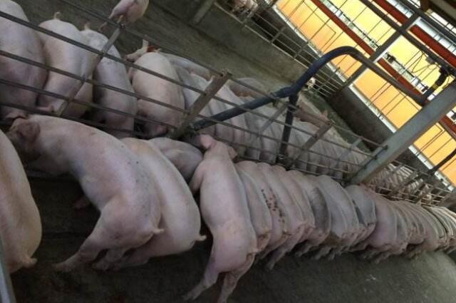 液態料線飼喂可縮短出欄時間