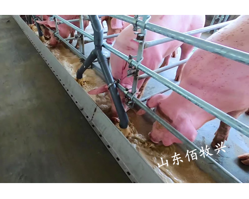 液態料飼喂