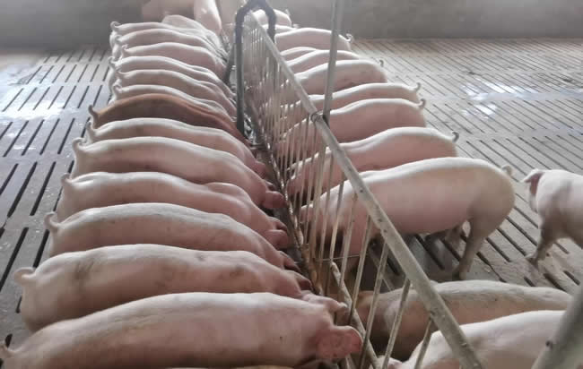 液態料.jpg