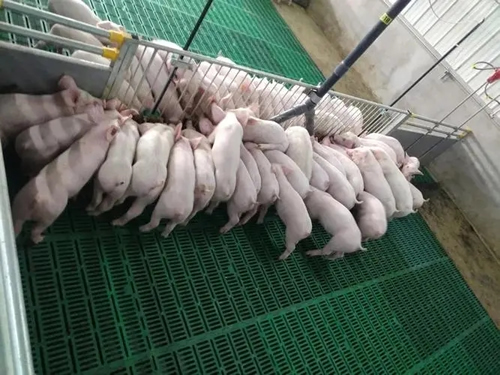 液態飼喂.webp.jpg