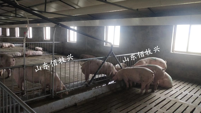 液態飼喂使用-1.jpg